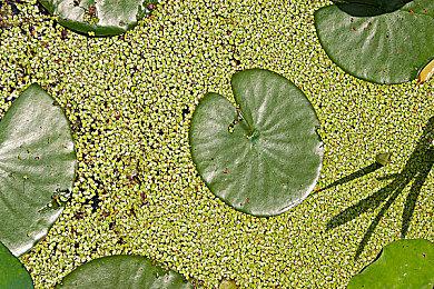 《神狱塔：断罪玛丽Final》Steam页面上线 支持繁体中文